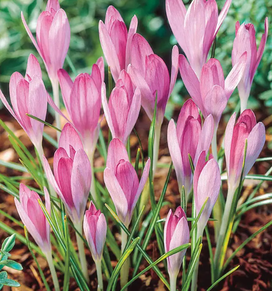 Crocus Pink Snow ( Spring Crocus ) 5 Bulbs