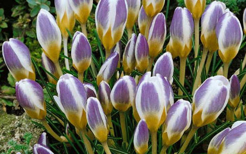 Crocus Blue Bird ( Spring Crocus ) 5 Bulbs
