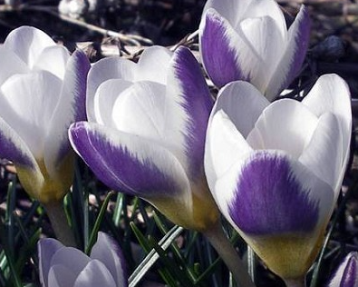 Crocus Blue Bird ( Spring Crocus ) 5 Bulbs