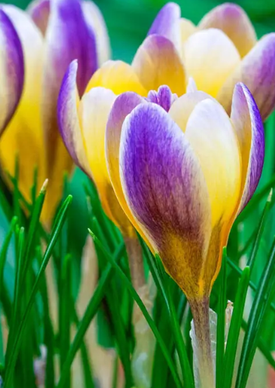 Crocus Advance ( Spring Crocus ) 5 Bulbs