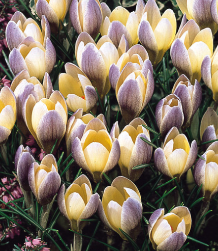 Crocus Advance ( Spring Crocus ) 5 Bulbs