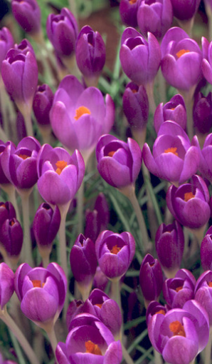 Crocus etruscus Zwanenburg ( Spring Crocus ) 5 Bulbs