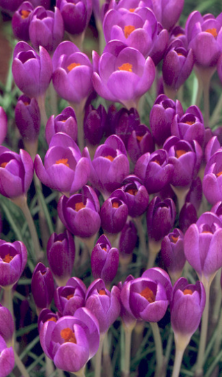 Crocus etruscus Zwanenburg ( Spring Crocus ) 5 Bulbs