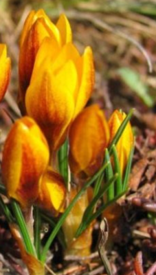 Crocus Zwanenburg Bronze ( Spring Crocus ) 5 Bulbs