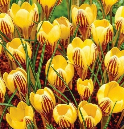 Crocus Gipsy Girl ( Spring Crocus ) 5 Bulbs