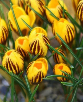 Crocus Gipsy Girl ( Spring Crocus ) 5 Bulbs