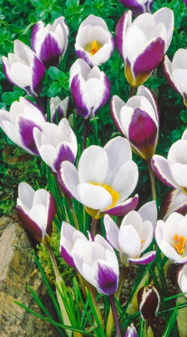 Crocus Lady Killer ( Spring Crocus ) 5 Bulbs
