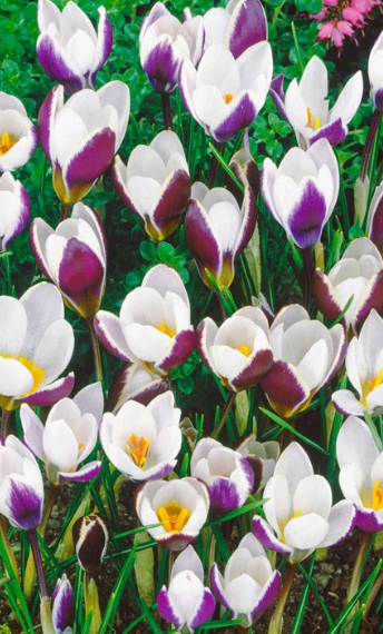 Crocus Lady Killer ( Spring Crocus ) 5 Bulbs
