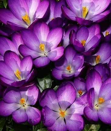 Crocus Barr's Purple ( Spring Crocus ) 5 Bulbs