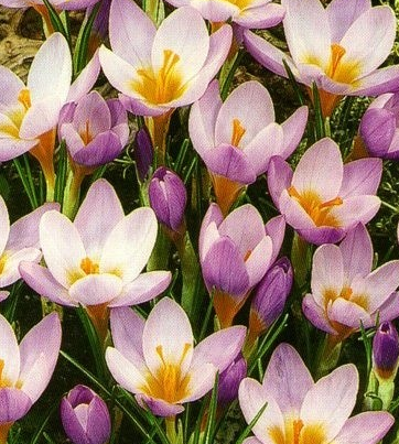 Crocus Barr's Purple ( Spring Crocus ) 5 Bulbs