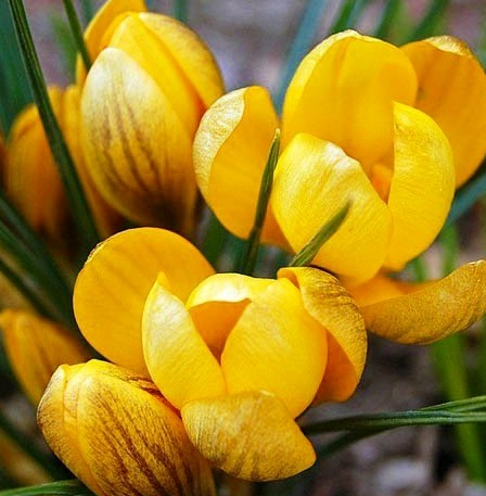 Crocus Dorothy ( Spring Crocus ) 5 Bulbs
