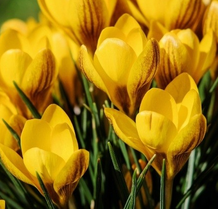 Crocus Dorothy ( Spring Crocus ) 5 Bulbs