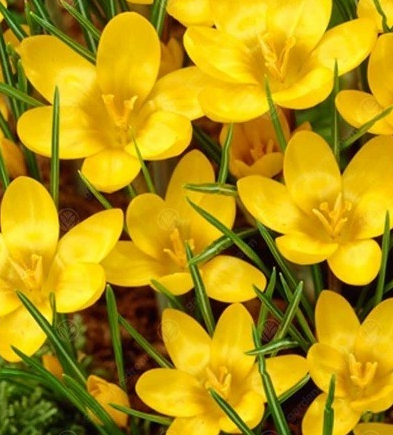 Crocus Dorothy ( Spring Crocus ) 5 Bulbs