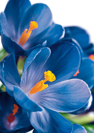 Crocus Sky Blue ( Large-flowered Crocus ) 5 Bulbs
