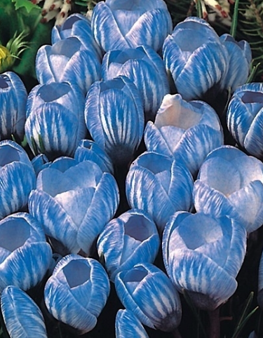 Crocus Sky Blue ( Large-flowered Crocus ) 5 Bulbs