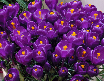 Crocus Victor Hugo ( Large-flowered Crocus ) 5 Bulbs