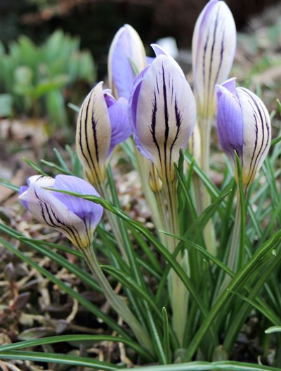 Crocus De Jager ( Large-flowered Crocus ) 5 Bulbs