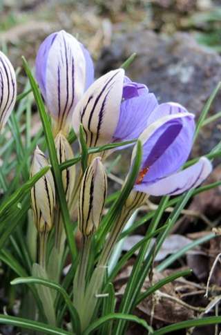 Crocus De Jager ( Large-flowered Crocus ) 5 Bulbs