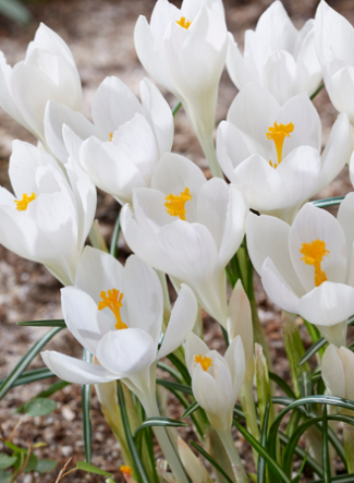 Crocus Ivory Princess ( Large-flowered Crocus ) 5 Bulbs