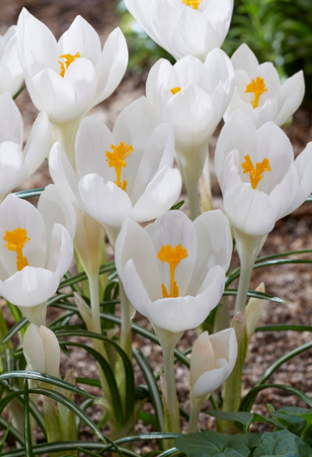 Crocus Ivory Princess ( Large-flowered Crocus ) 5 Bulbs