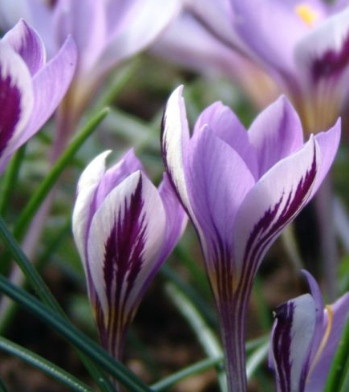 Crocus Minimus ( Large-flowered Crocus ) 5 Bulbs