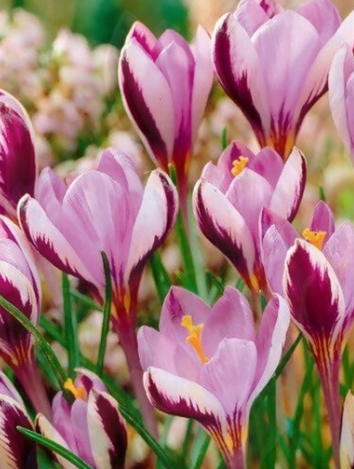 Crocus Minimus ( Large-flowered Crocus ) 5 Bulbs