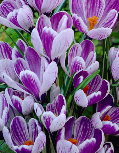 Crocus Striped Bird ( Large-flowered Crocus ) 5 Bulbs