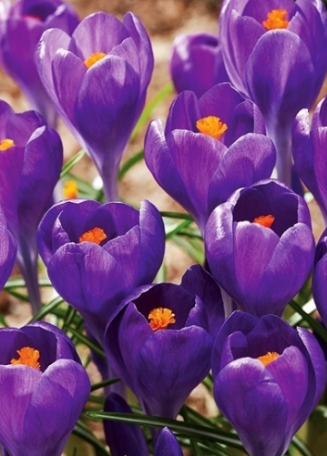 Crocus Blue Ocean ( Large-flowered Crocus ) 5 Bulbs