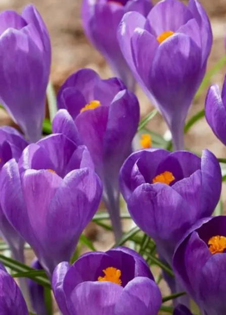 Crocus Blue Ocean ( Large-flowered Crocus ) 5 Bulbs