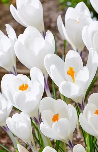 Crocus Ice Queen ( Large-flowered Crocus ) 5 Bulbs