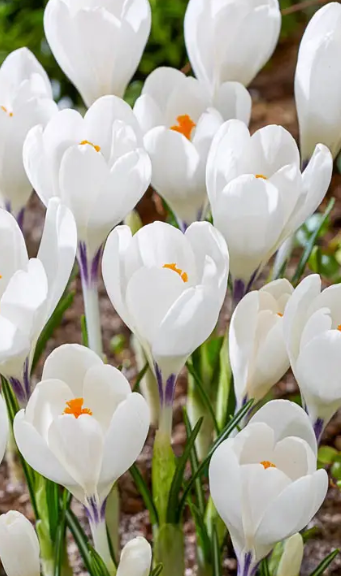 Crocus Ice Queen ( Large-flowered Crocus ) 5 Bulbs