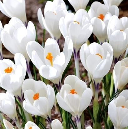 Crocus Ice Queen ( Large-flowered Crocus ) 5 Bulbs