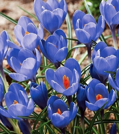 Crocus Aqua ( Large-flowered Crocus ) 5 Bulbs