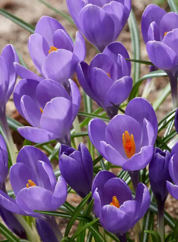 Crocus Aqua ( Large-flowered Crocus ) 5 Bulbs