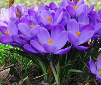 Crocus Grand Maitre ( Large-flowered Crocus ) 5 Bulbs