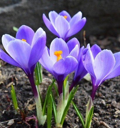 Crocus Grand Maitre ( Large-flowered Crocus ) 5 Bulbs