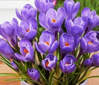 Crocus Grand Maitre ( Large-flowered Crocus ) 5 Bulbs