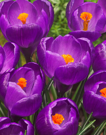 Crocus Flower Record ( Large-flowered Crocus ) 5 Bulbs