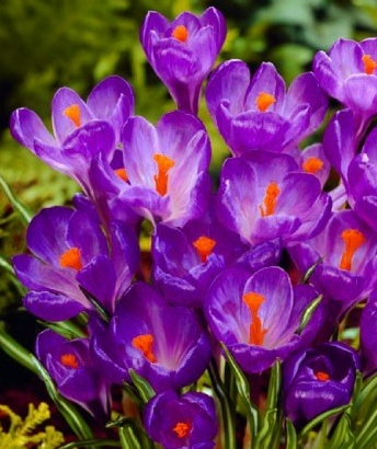 Crocus Flower Record ( Large-flowered Crocus ) 5 Bulbs
