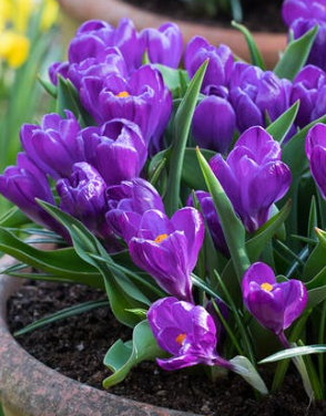 Crocus Flower Record ( Large-flowered Crocus ) 5 Bulbs