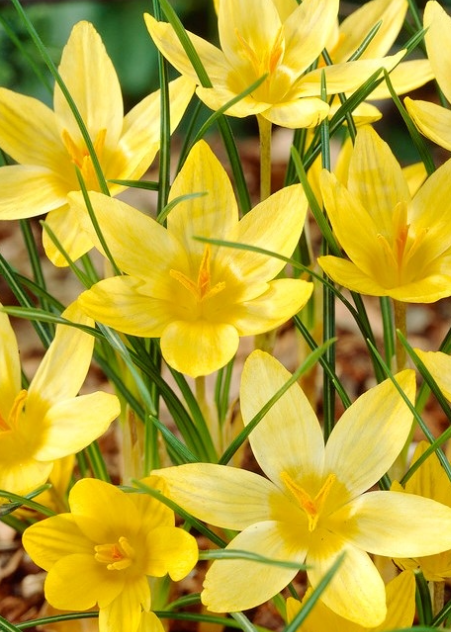 Crocus Saturnus ( Large-flowered Crocus ) 5 Bulbs