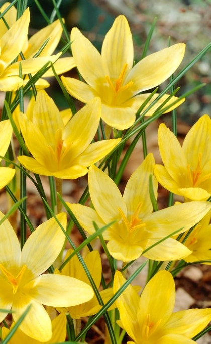 Crocus Saturnus ( Large-flowered Crocus ) 5 Bulbs