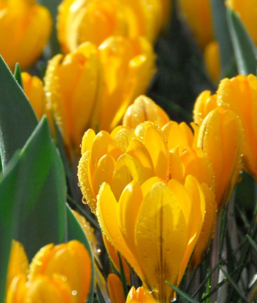 Crocus Golden yellow ( Large-flowered Crocus ) 5 Bulbs