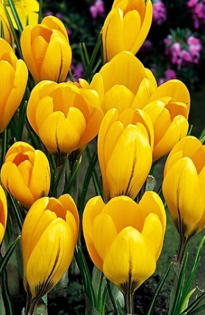 Crocus Golden yellow ( Large-flowered Crocus ) 5 Bulbs
