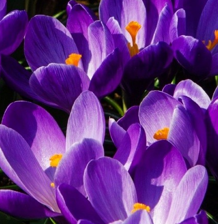 Crocus Remembrance ( Large-flowered Crocus ) 5 Bulbs