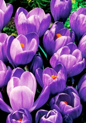 Crocus Remembrance ( Large-flowered Crocus ) 5 Bulbs