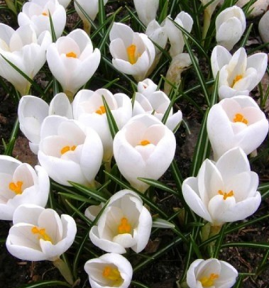 Crocus Jeanne D'Arc ( Large-flowered Crocus ) 5 Bulbs