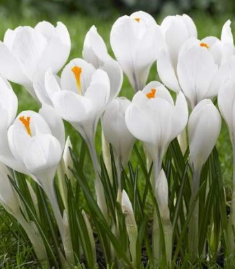 Crocus Jeanne D'Arc ( Large-flowered Crocus ) 5 Bulbs