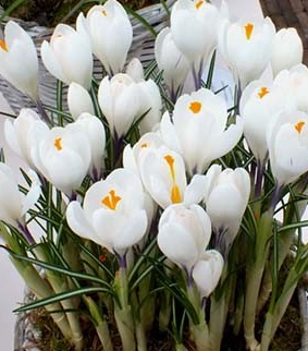 Crocus Jeanne D'Arc ( Large-flowered Crocus ) 5 Bulbs