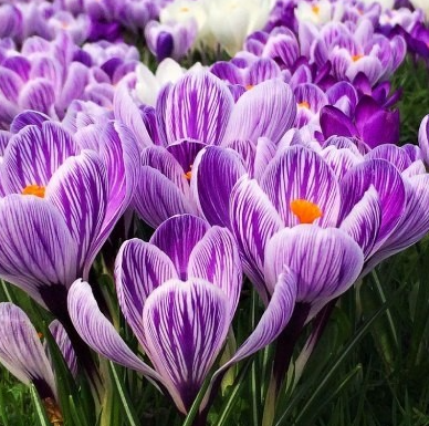 Crocus King Of Striped ( Large-flowered Crocus ) 5 Bulbs